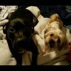 Meet your Posher, Trin